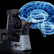 microscope and brain illustration